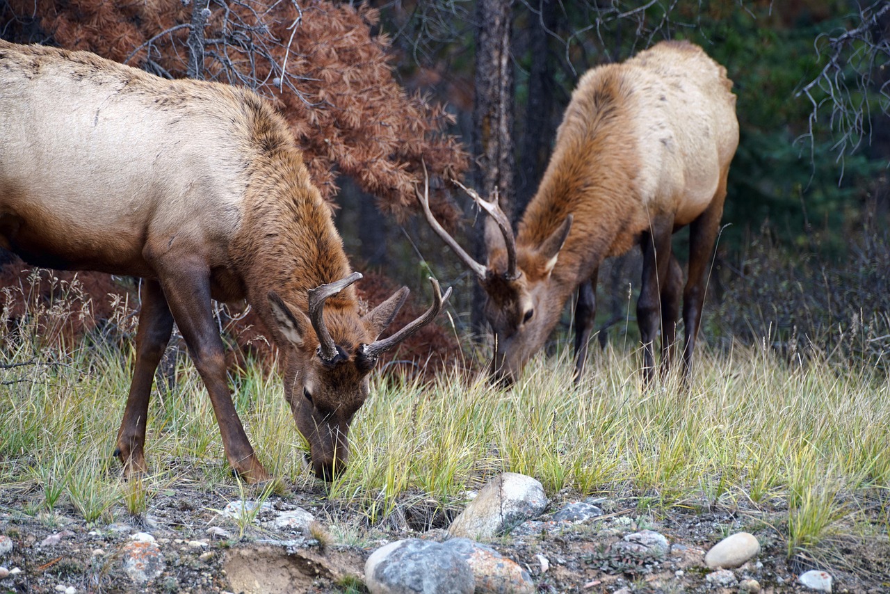 The Best Wildlife Viewing in Denali National Park